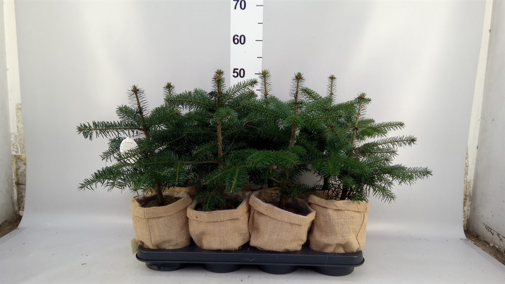 Abies Nordmanniana 15Ø 45cm