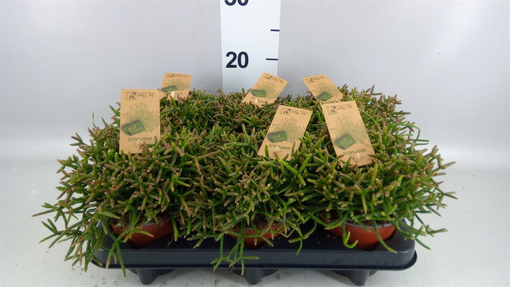 Rhipsalis Burchellii 12Ø 18cm