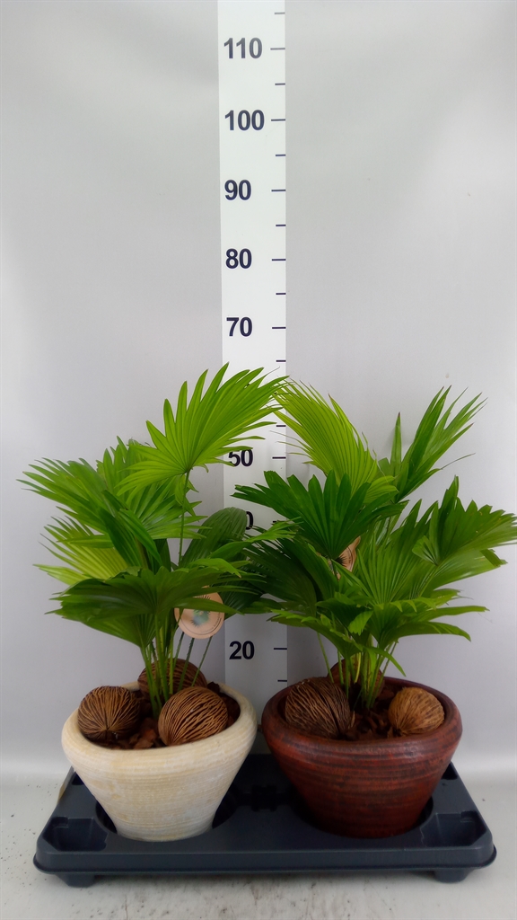 Livistona Rotundifolia 26Ø 50cm