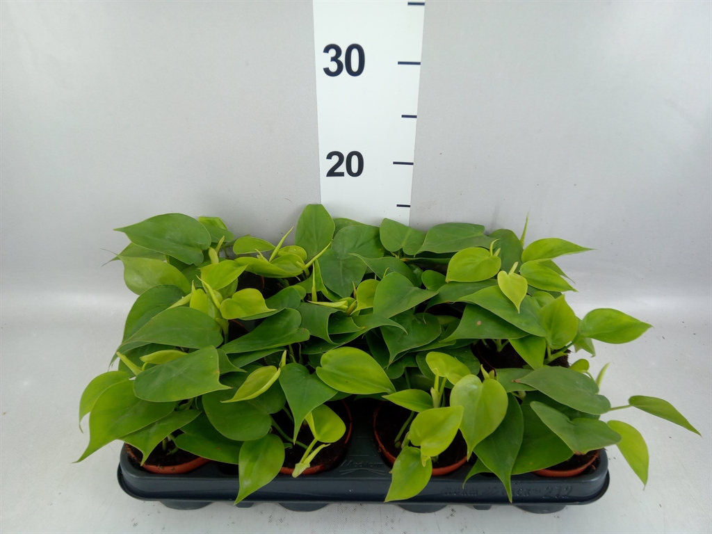 Philodendron Scandens 8Ø 12cm