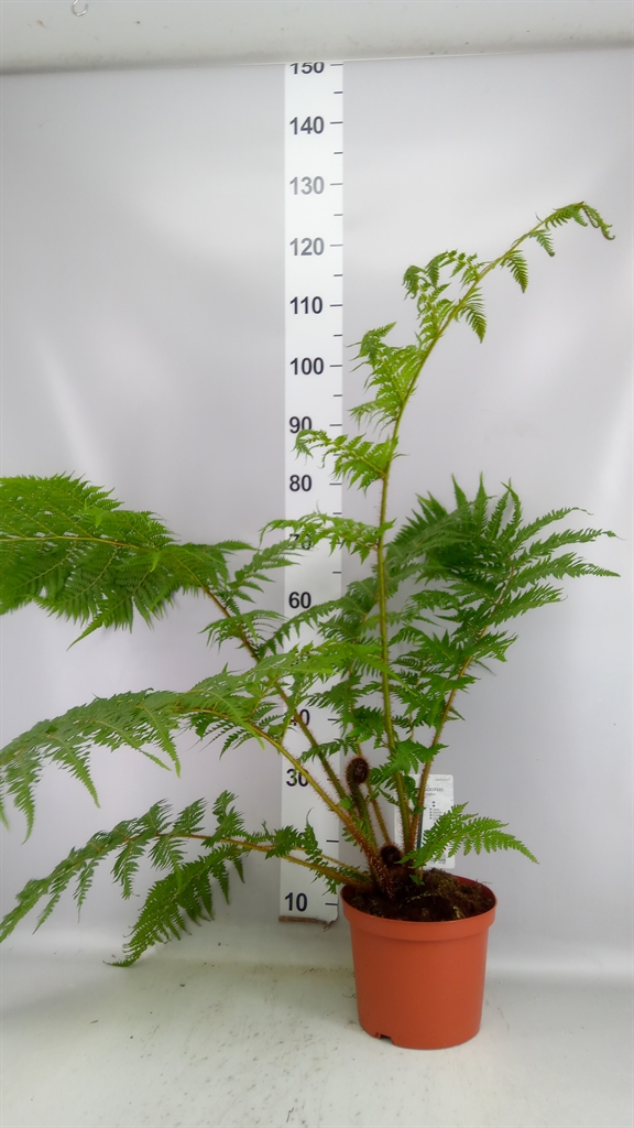 Cyathea Cooperi 24Ø 110cm