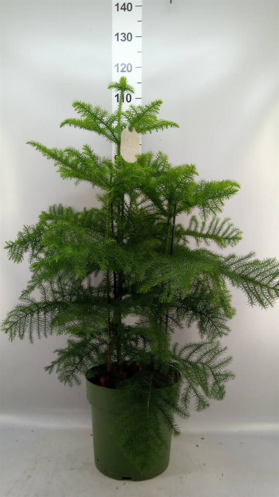 Araucaria Heterophylla 27Ø 100cm