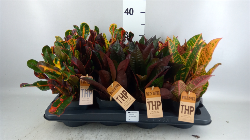 Codiaeum Small Leaf Mix 12Ø 30cm