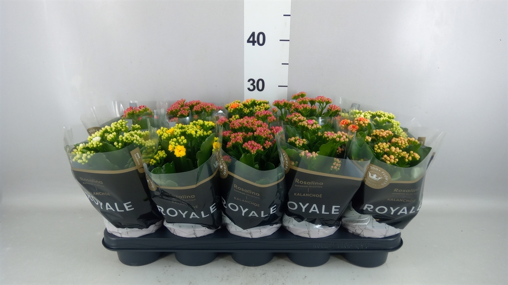 Kalanchoe Double Royale Mix 12Ø 27cm