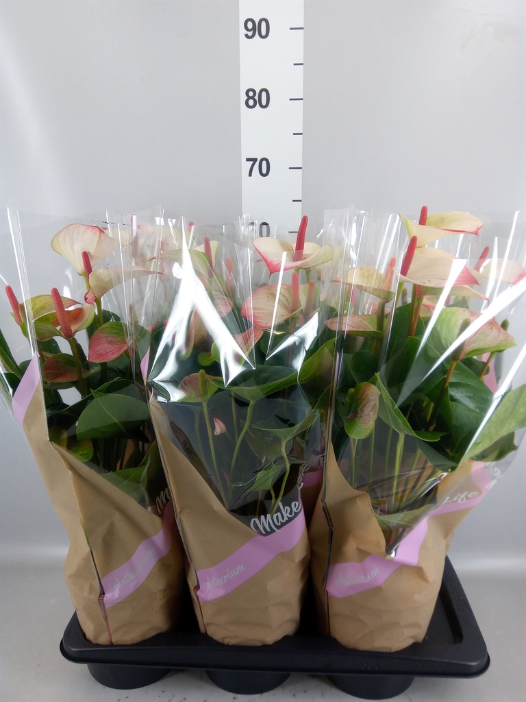 Anthurium Princess Amalia Elegance 17Ø 55cm