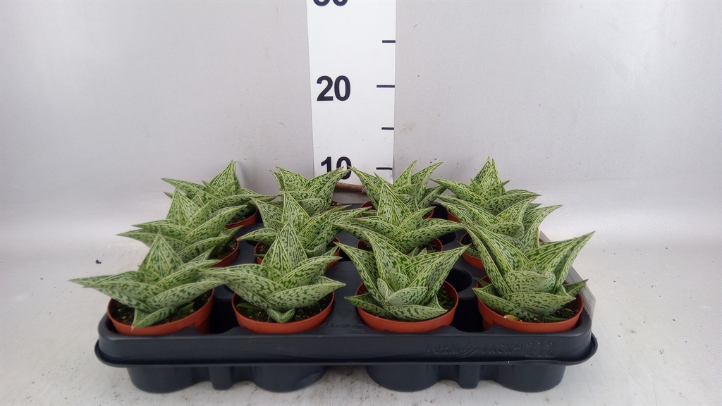 Aloe Variegata 8Ø 10cm