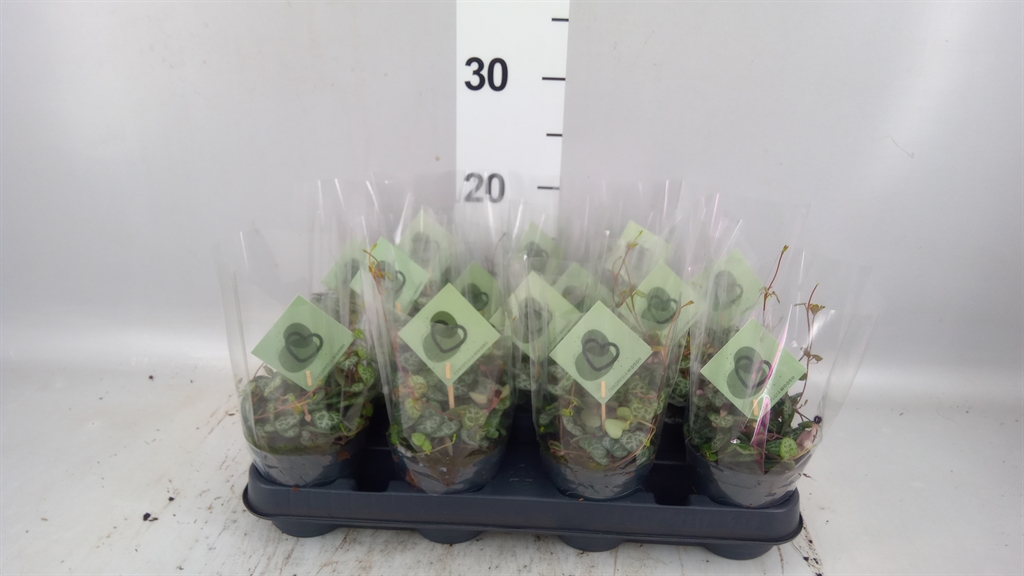 Ceropegia Woodii Sup 508Ø