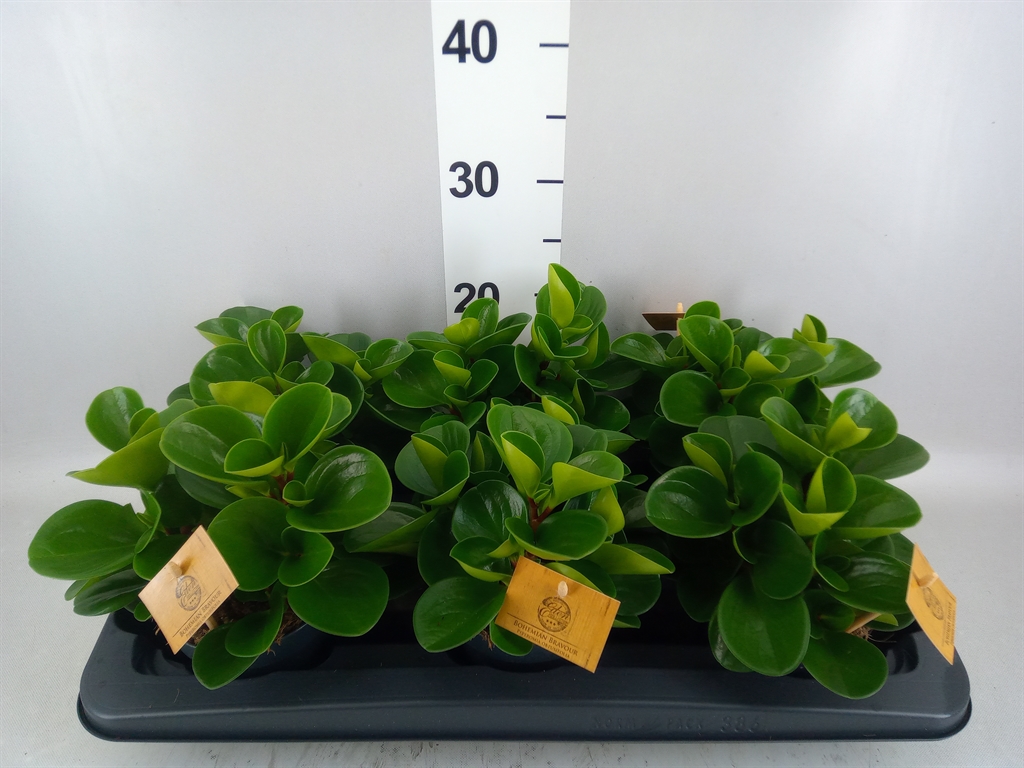 Peperomia Obtusifolia Green Gold 12Ø 20cm