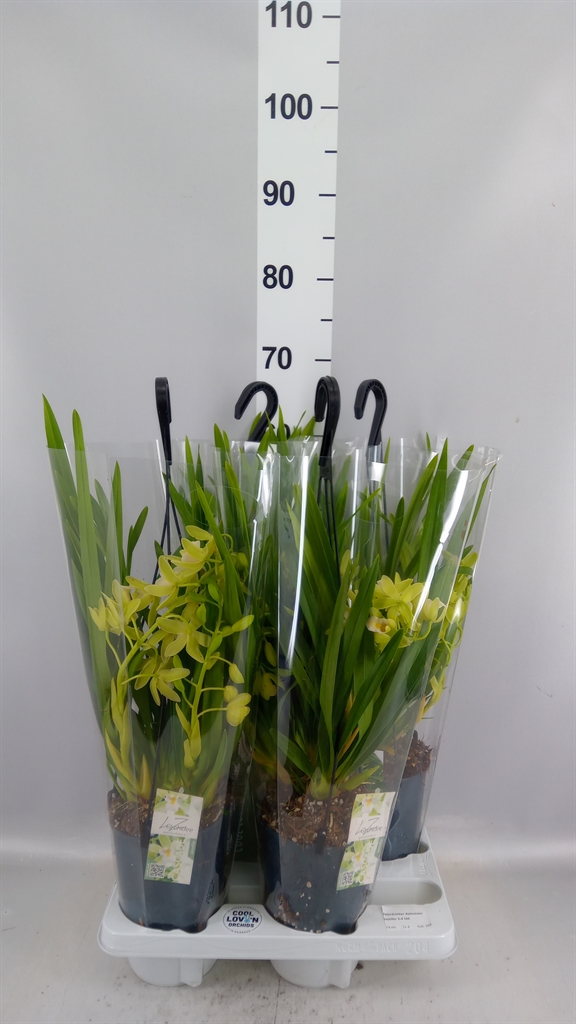 Cymbidium Jennifer