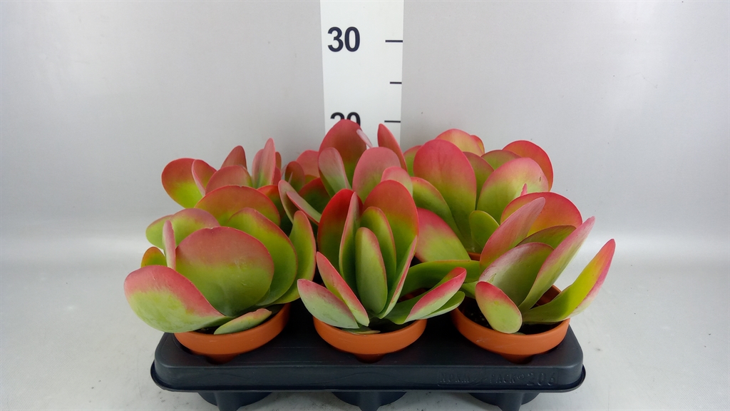 Kalanchoe Thyrsiflora 11Ø 19cm
