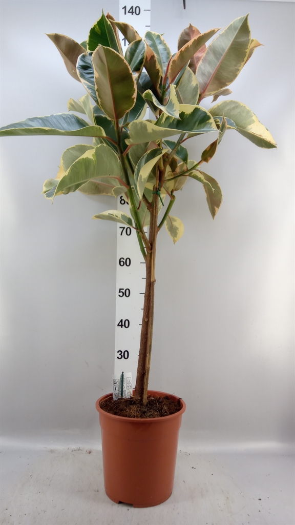 Fic Overig 24Ø 120cm