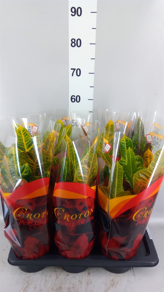 Codiaeum Big Leaf Excellent 17Ø 45cm