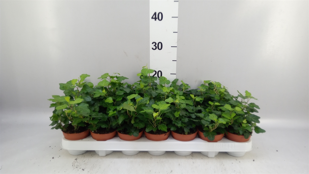 Hedera Helix Wonder 8Ø 5cm