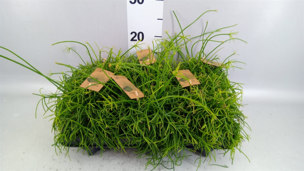 Rhipsalis Oasis 10Ø 15cm
