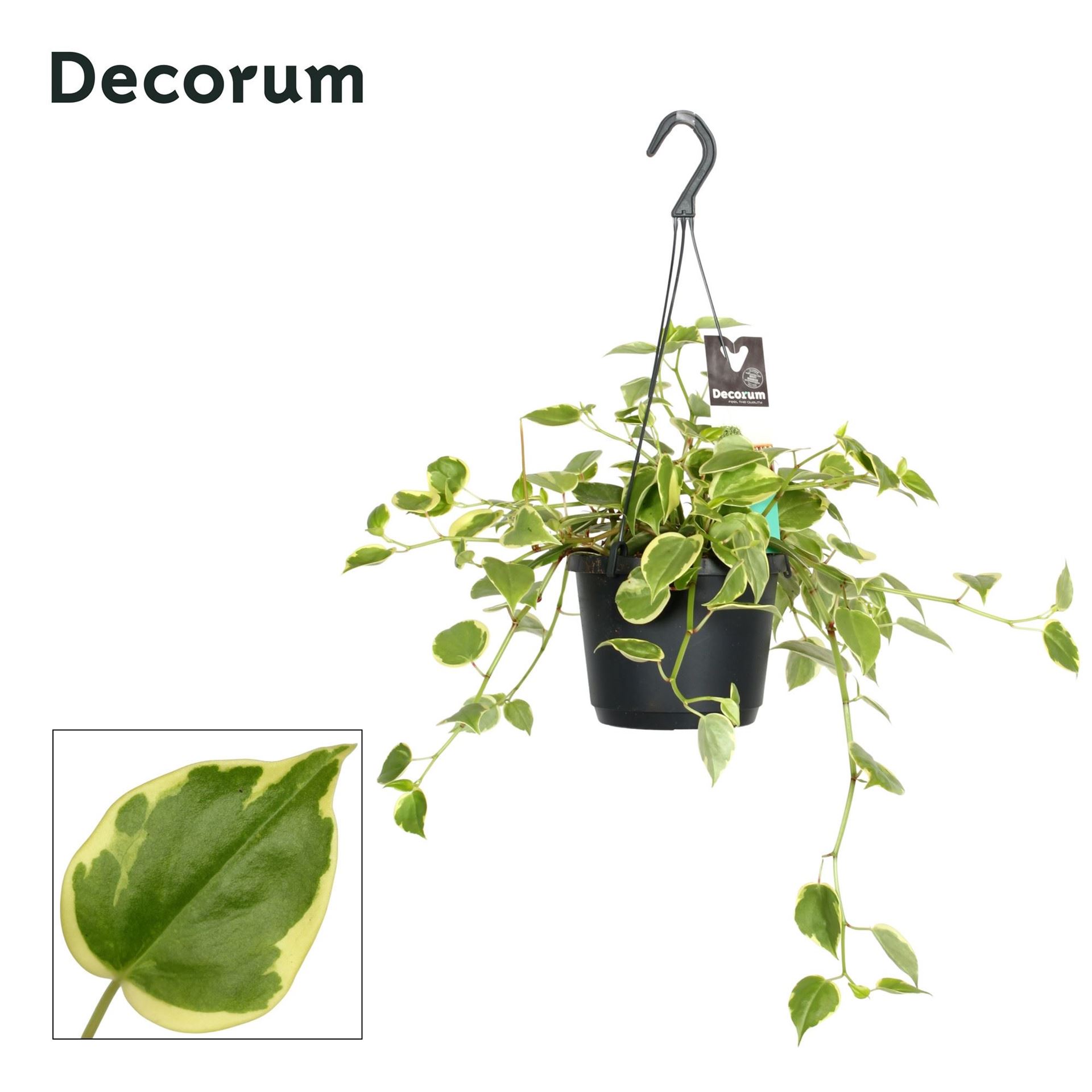 Pep Variegata 17Ø 30cm