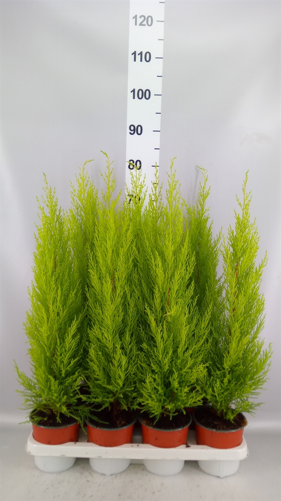 Cupressus Goldcrest Wilma 14Ø 65cm