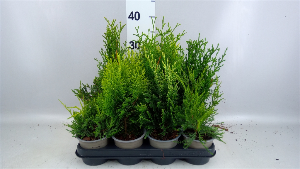 Conifers Mix 11Ø 30cm