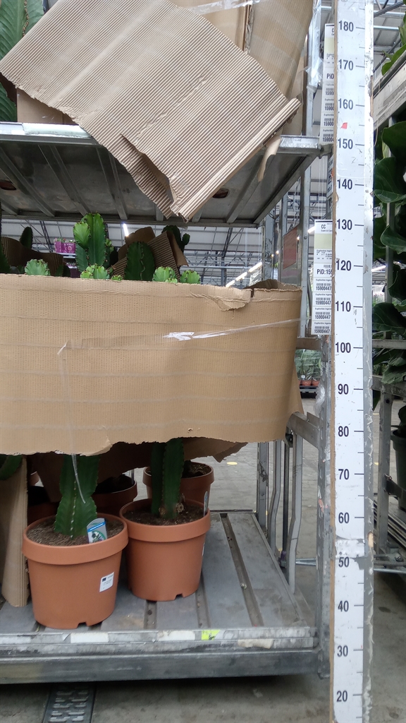 Euphor Su Ingens 30Ø 105cm