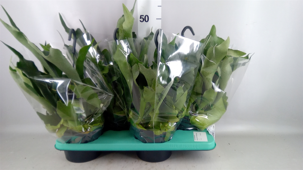 Platycerium Netherlands 17Ø 45cm