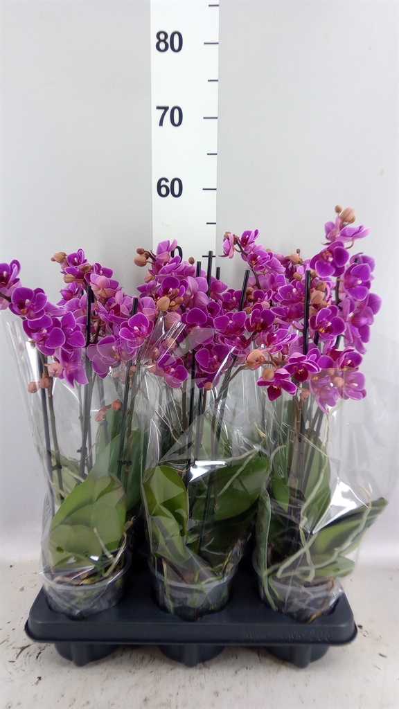Phalaenopsis Multiflora Merida 12Ø 47cm 3st