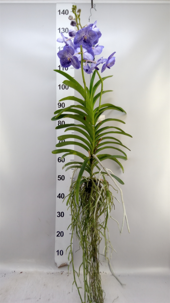 Van Hybriden 19Ø 100cm
