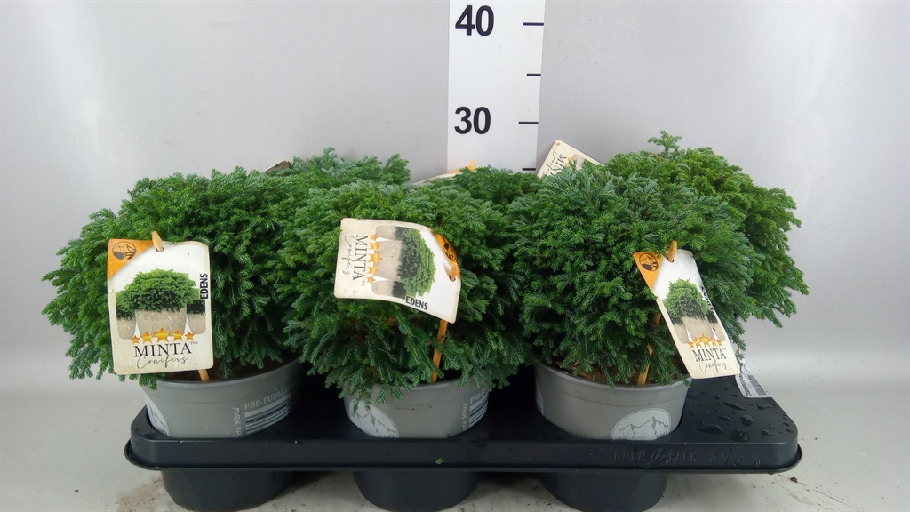Chamaecyparis Minta 15Ø 22cm