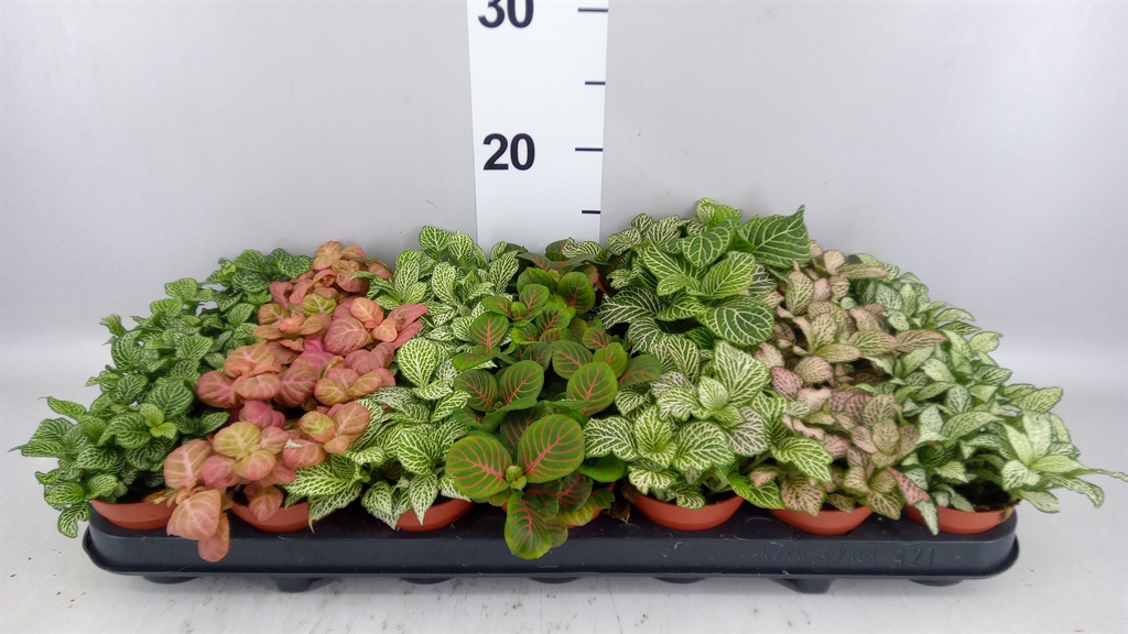 Fittonia Mix 7 Colours 8Ø 12cm