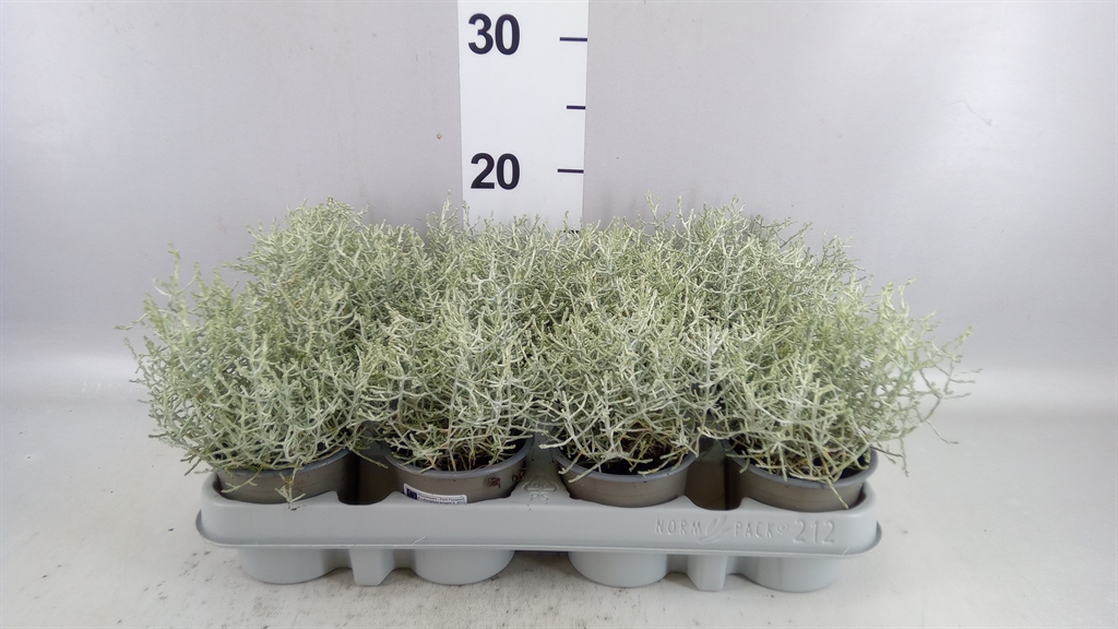 Leucophyta Brownii 9Ø 16cm