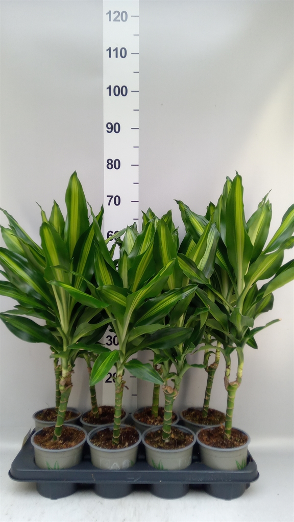 Dracaena Cintho 13Ø 45cm