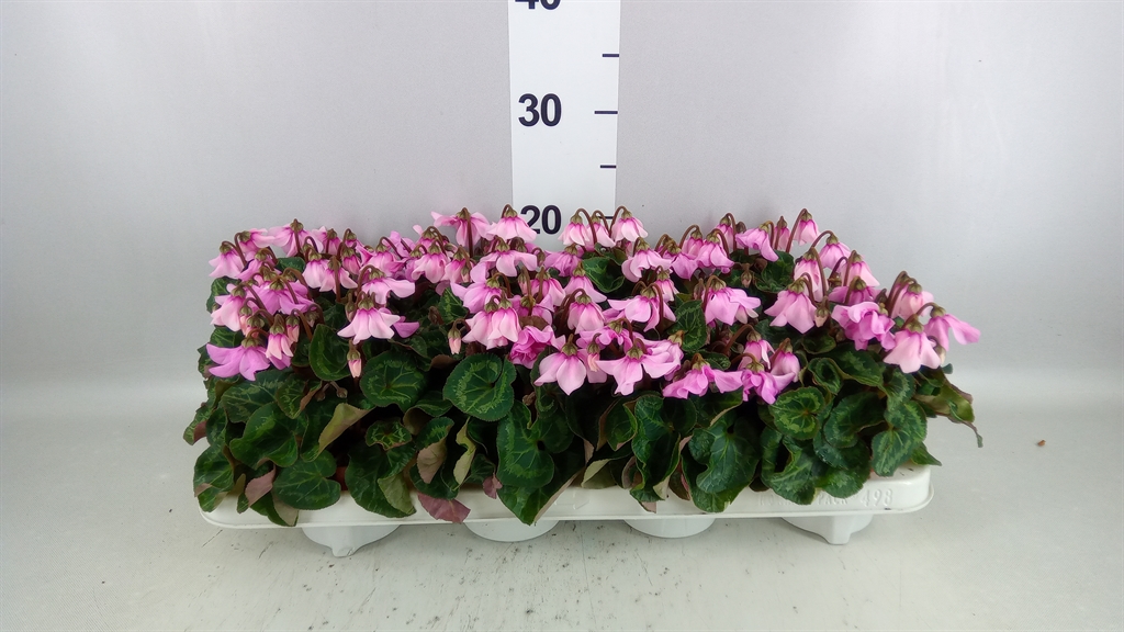 Cyclamen Super Serie Pettico 10Ø 20cm