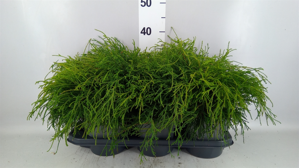 Chamaecyparis Filifera Nana 17Ø 20cm