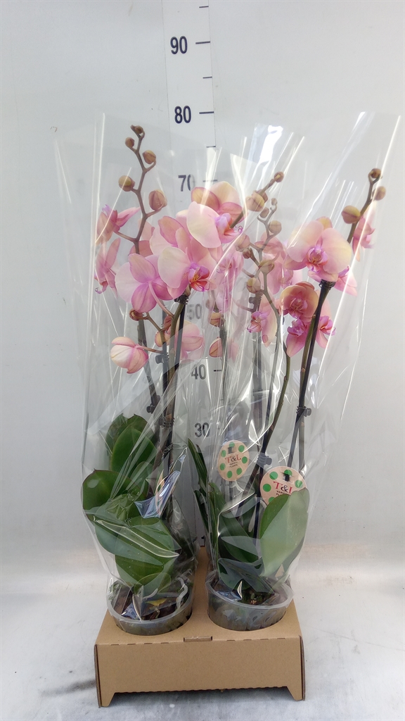 Phal Ov 12Ø 65cm