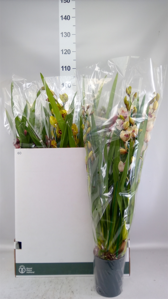 Cymbidium Mixed 14Ø 85cm 4st