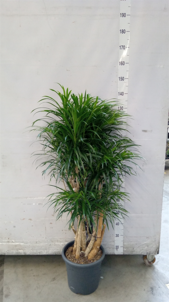 Dracaena Anita 32Ø 140cm