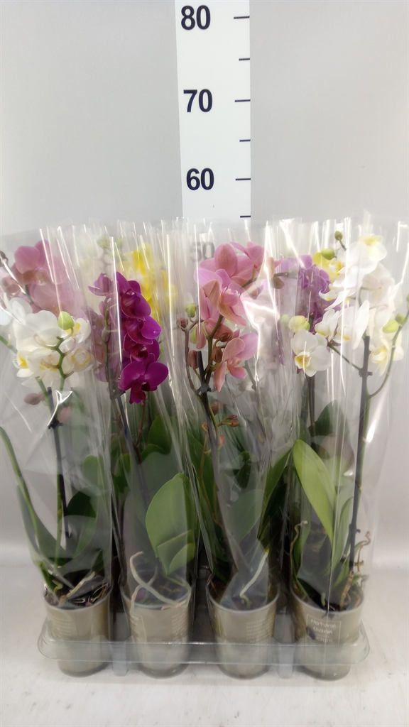 Phalaenopsis Mix 9Ø 40cm 1st