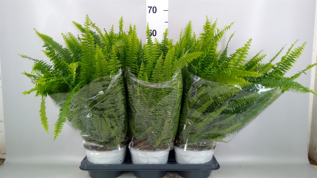 Nephrolepis Sonata 19Ø 55cm