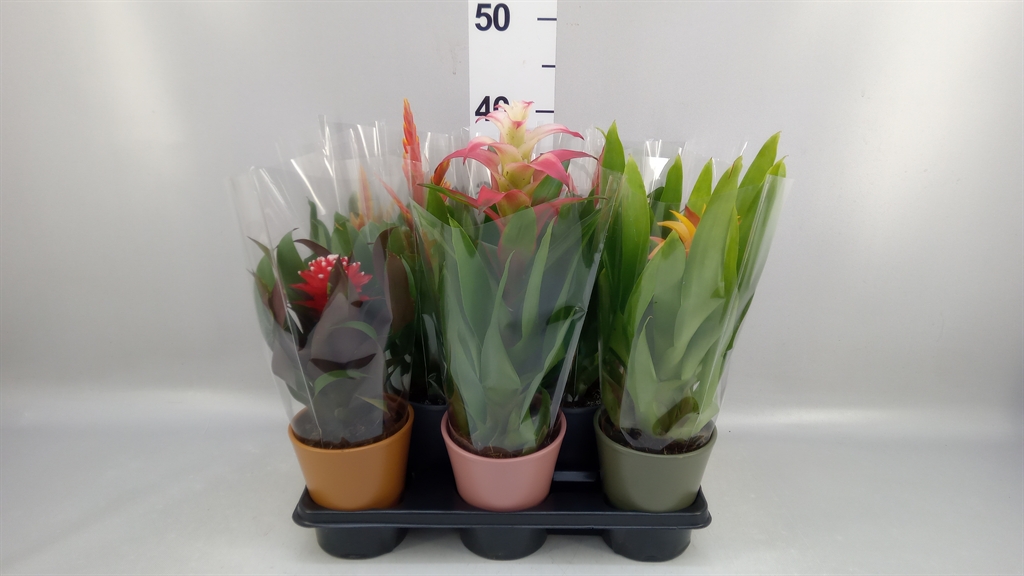 Bromelia Mix 10Ø 30cm