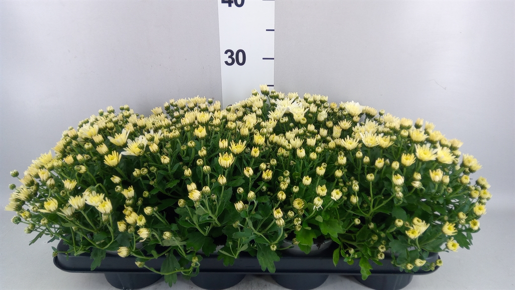Chrysanth Gardenmumsaic White 12Ø 25cm