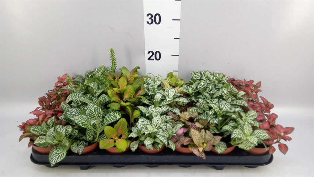 Fittonia Mix 7 Colours 8Ø 12cm