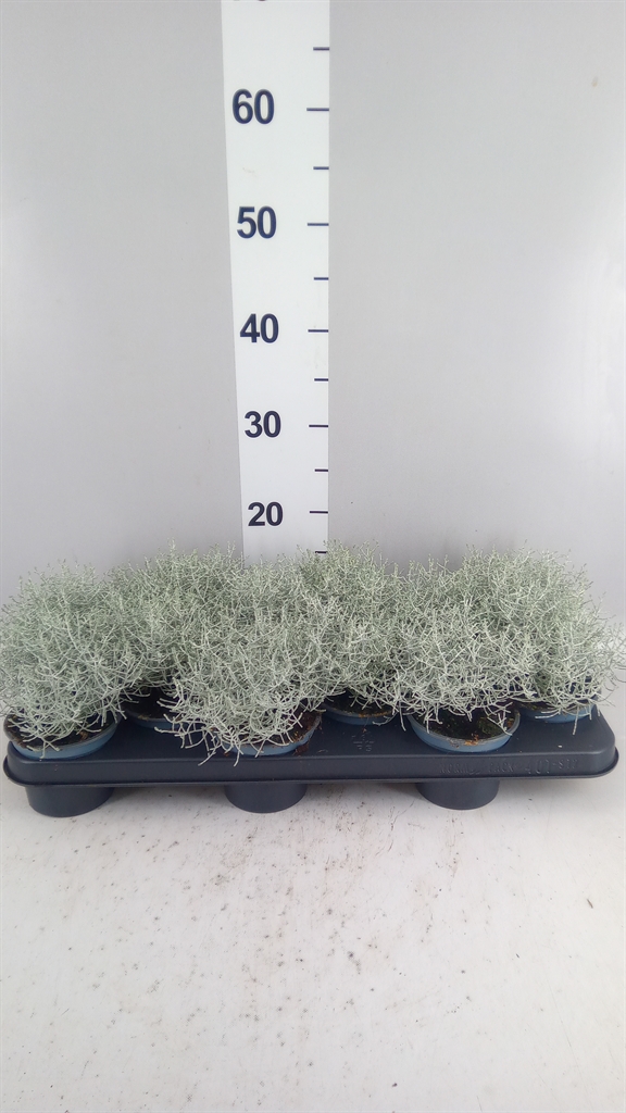 Leucophyta Brownii 10Ø 17cm