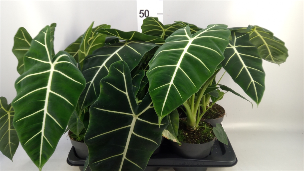 Aloc Freydyk 17Ø 50cm