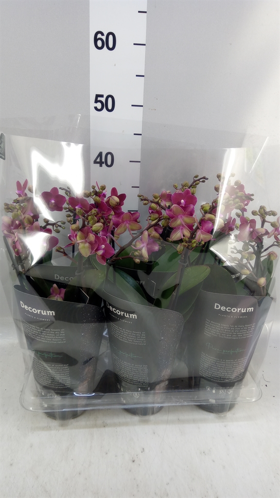 Phalaenopsis Multiflora Chamonix 12Ø 35cm 503st