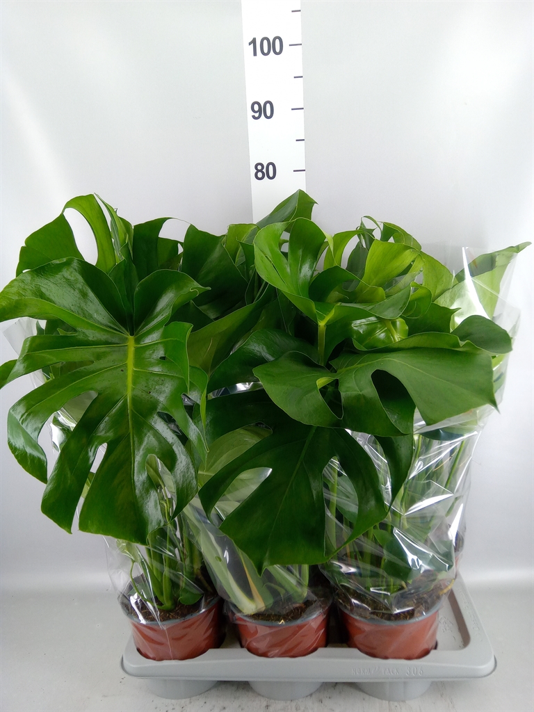 Monstera Deliciosa 17Ø 65cm