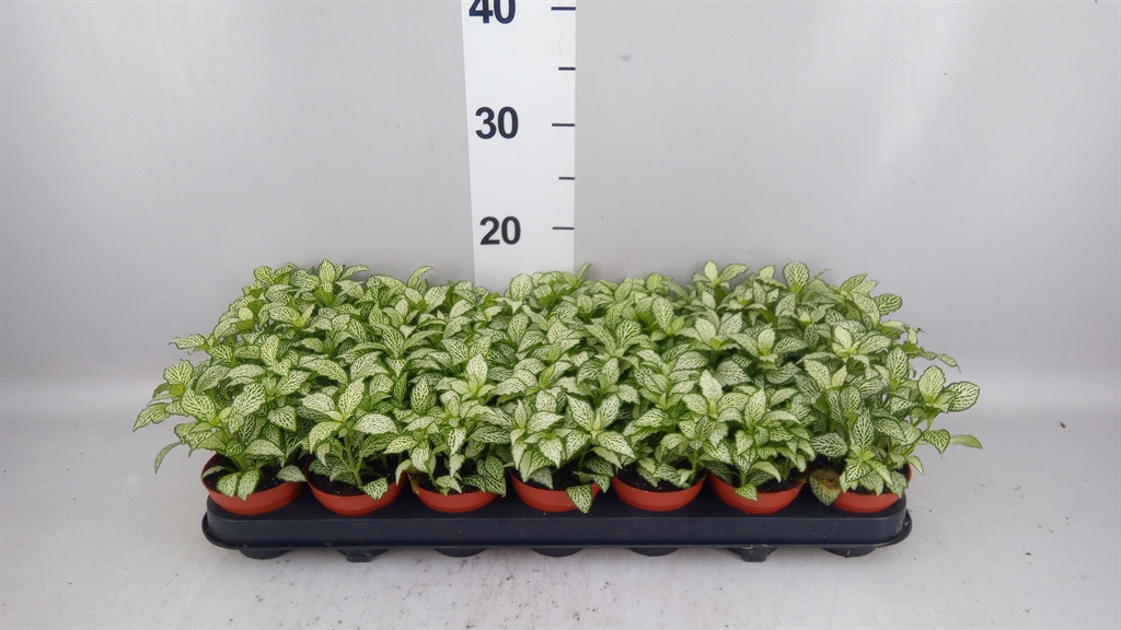 Fittonia Mosaic White Forest Flame 8Ø 12cm