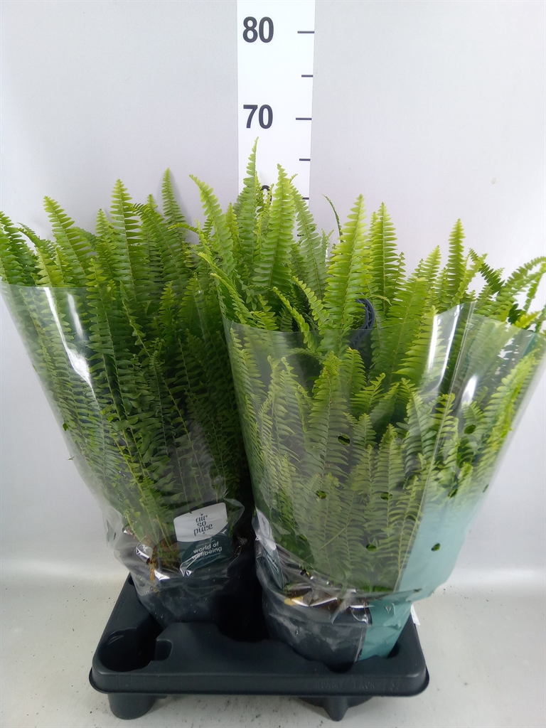 Nephrolepis Green Lady 20Ø 65cm
