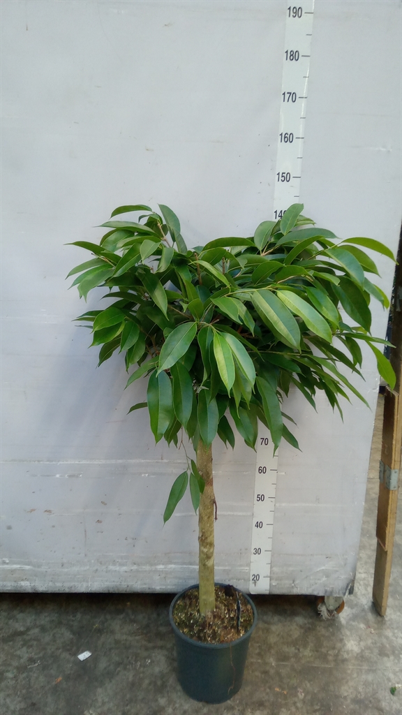 Ficus Amstel King 27Ø 130cm