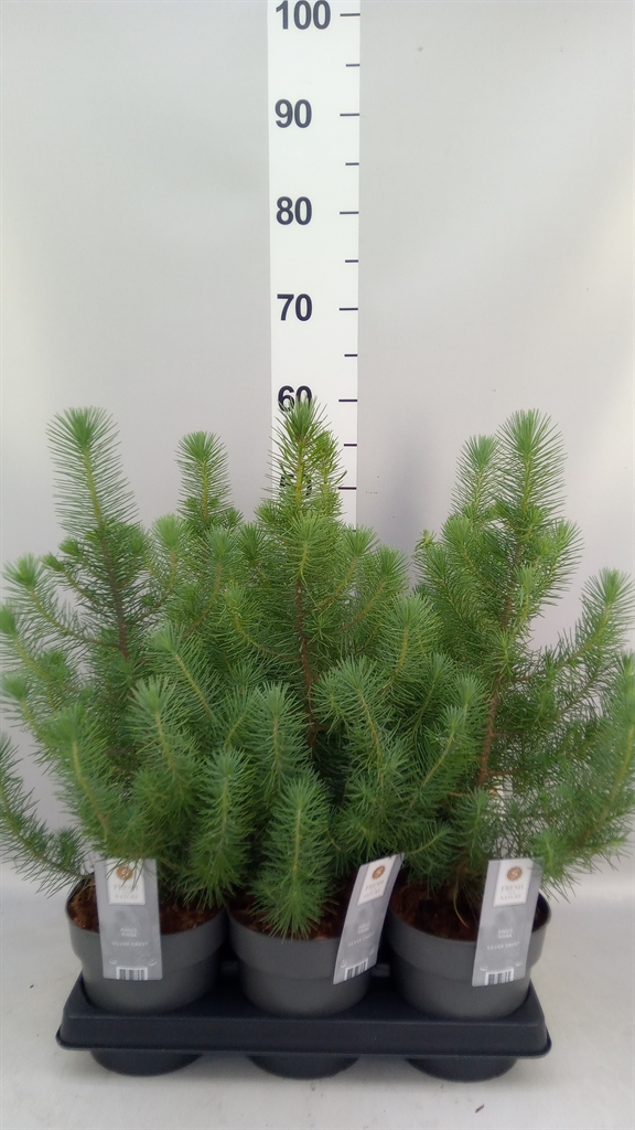 Pinus Silver Crest 15Ø 40cm