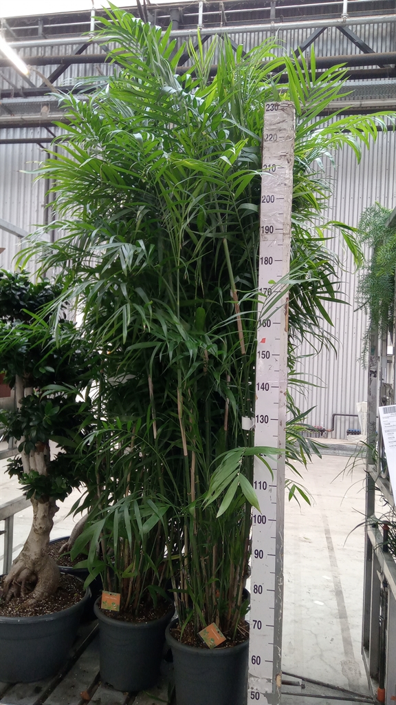 Chamaedorea Seifrizii 32Ø 200cm