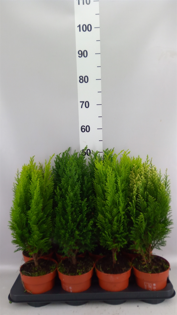 Conifers Mix 13Ø 50cm