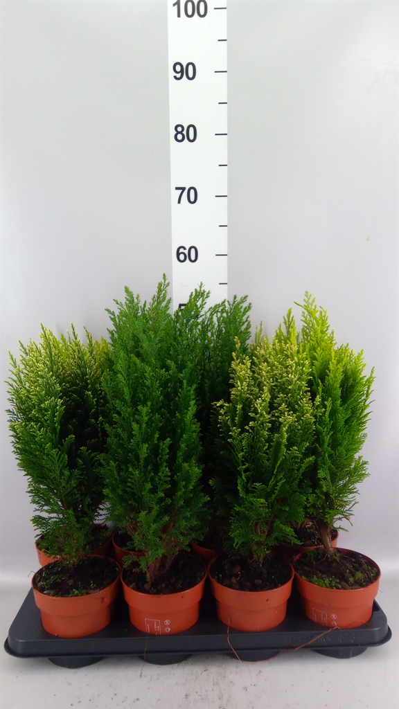 Conifers Mix 13Ø 50cm